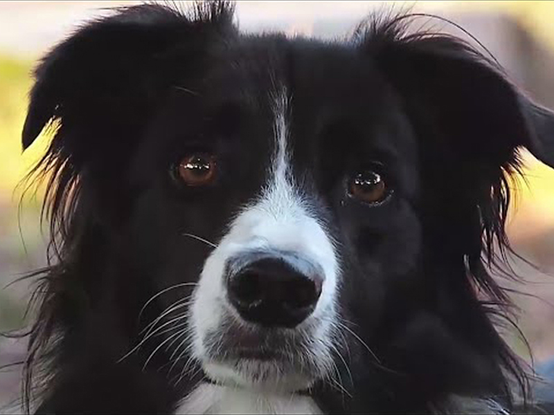 Gambol Pet Food: Tecnologia de Produção de Ponta