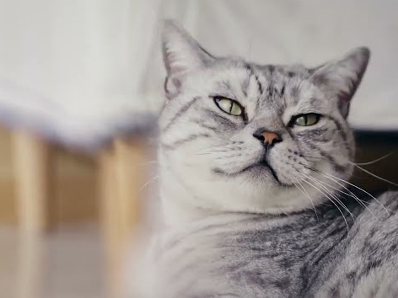 Centro de Pesquisa e Desenvolvimento em Nutrição para Animais de Estimação