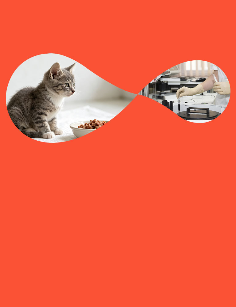 Vídeos de Comida para Animais de Estimação