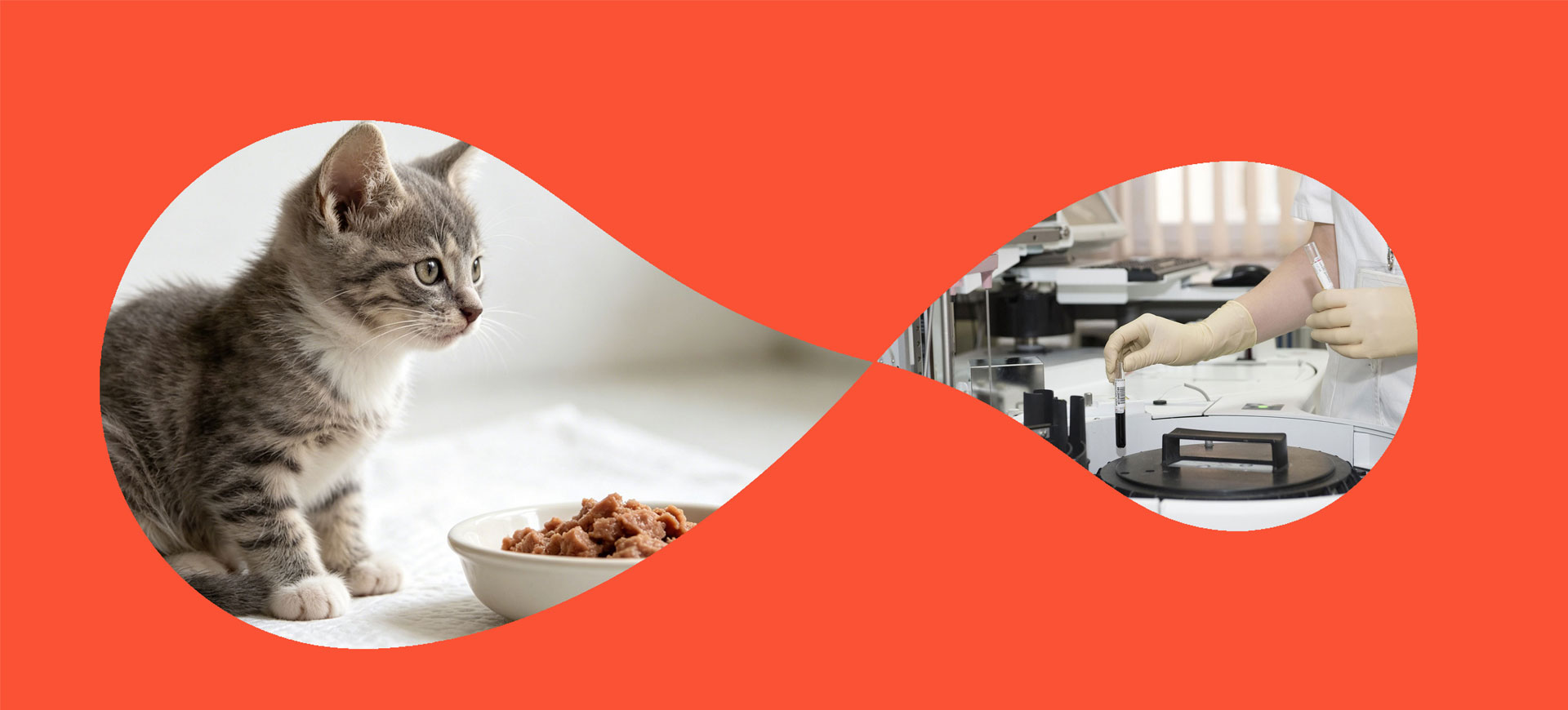 Vídeos de Comida para Animais de Estimação