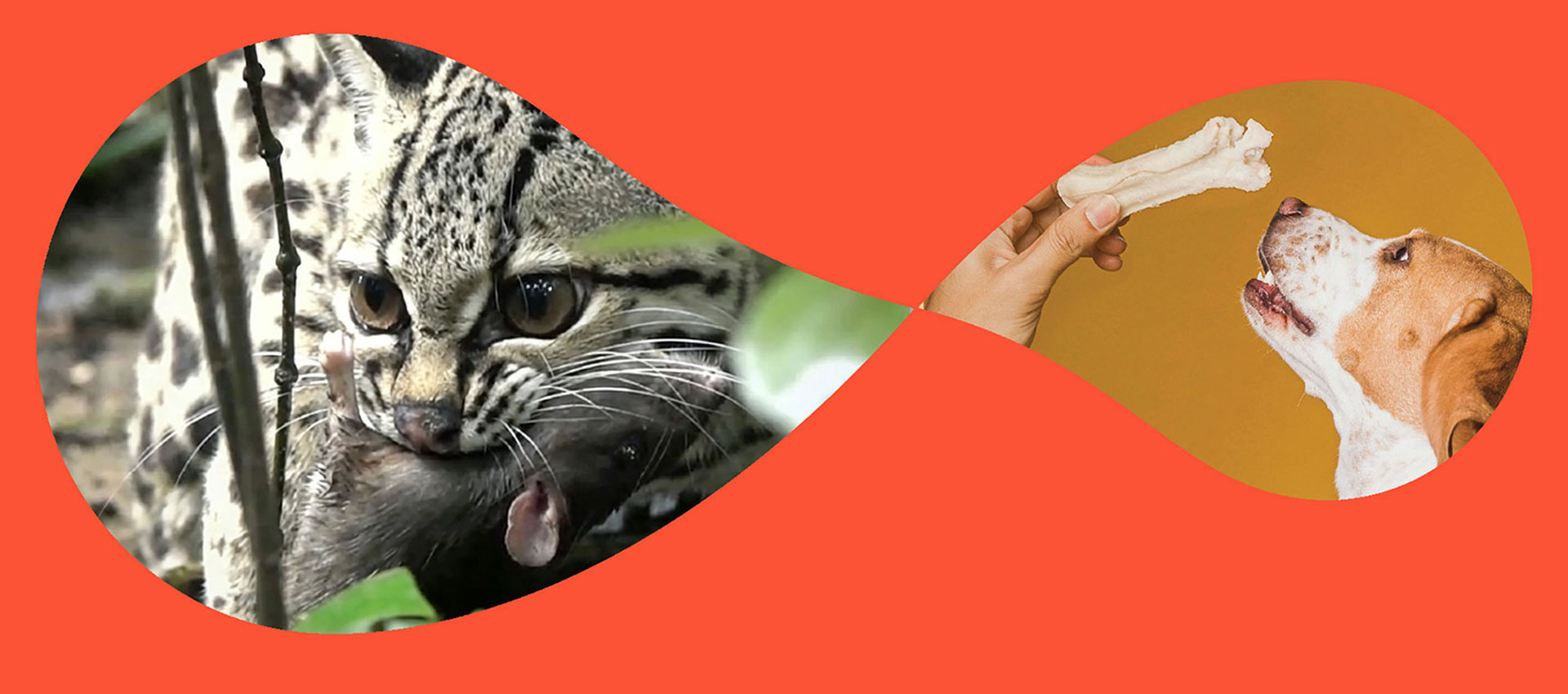 Perguntas Frequentes sobre Alimentos para Animais de Estimação