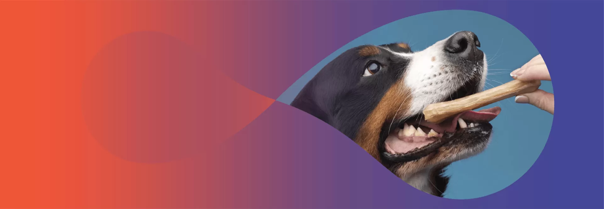 Ração para cães com nutrição avançada para todas as raças e idades