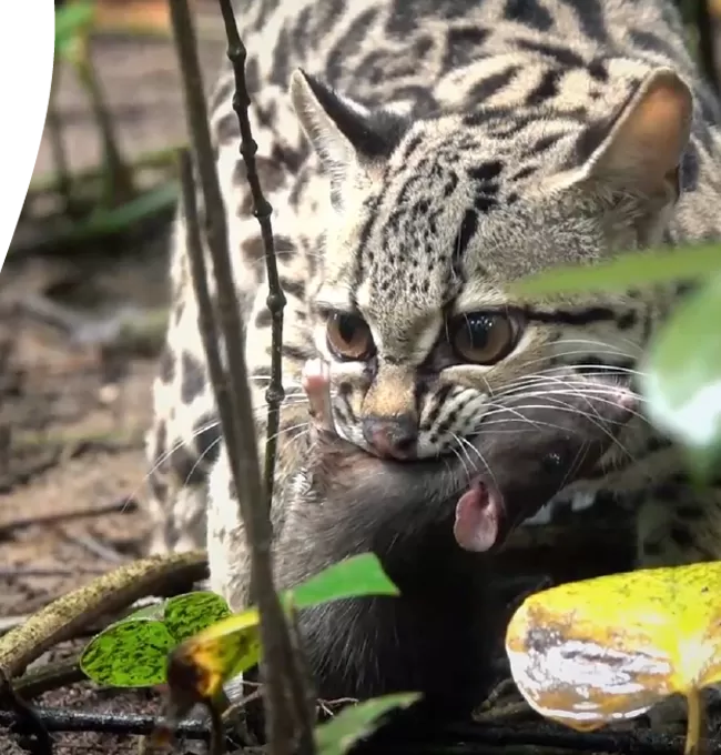 Nosso Compromisso com a Segurança e Conformidade dos Alimentos para Gatos