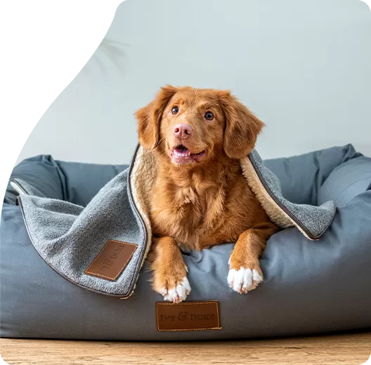 Nosso Compromisso com a Segurança e Conformidade da Ração para Cães